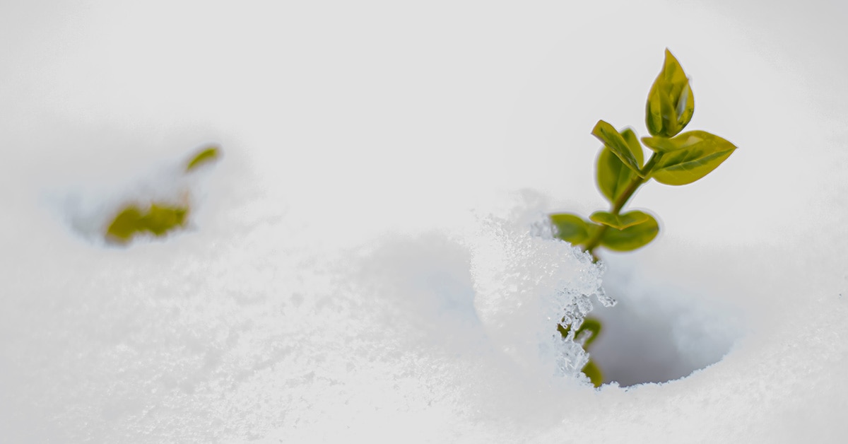 Green shoot in snow